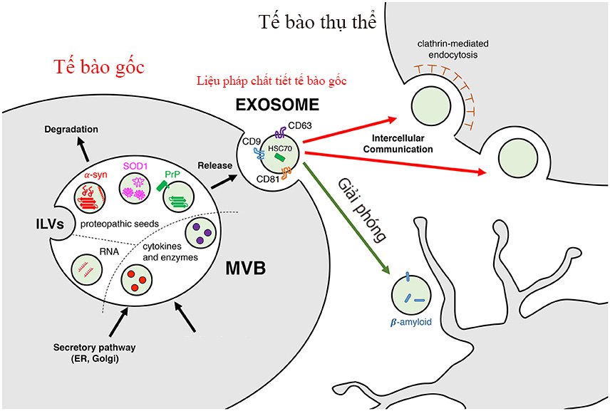 Cơ chế hoạt động của Exosomes