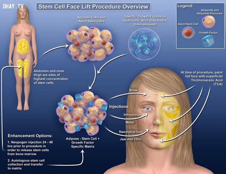 tế bào gốc giữ vai trò quan trọng trong toàn bộ sự sống của con người