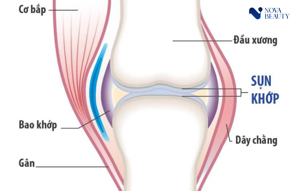 Cấu tạo của khớp