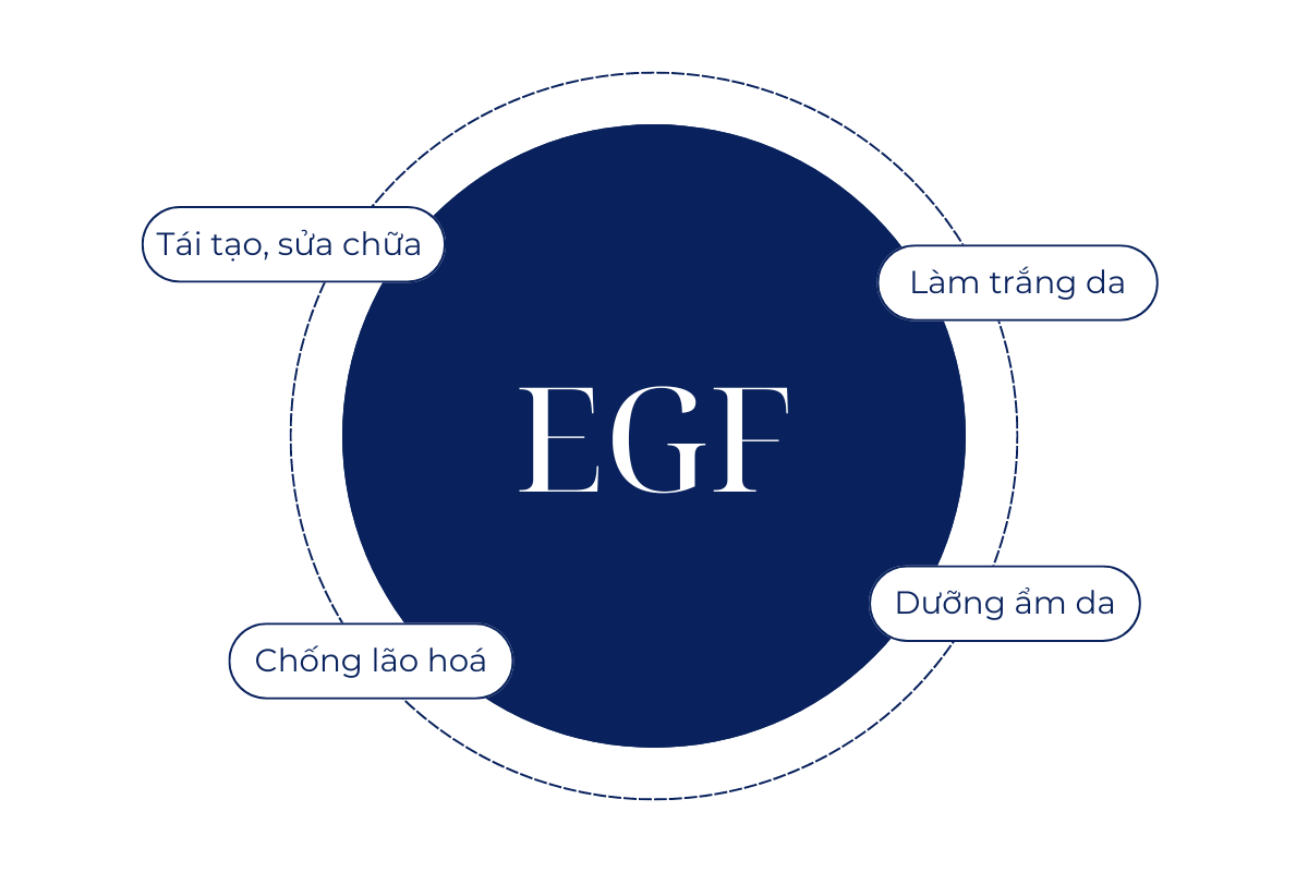 Tác dụng của EGF